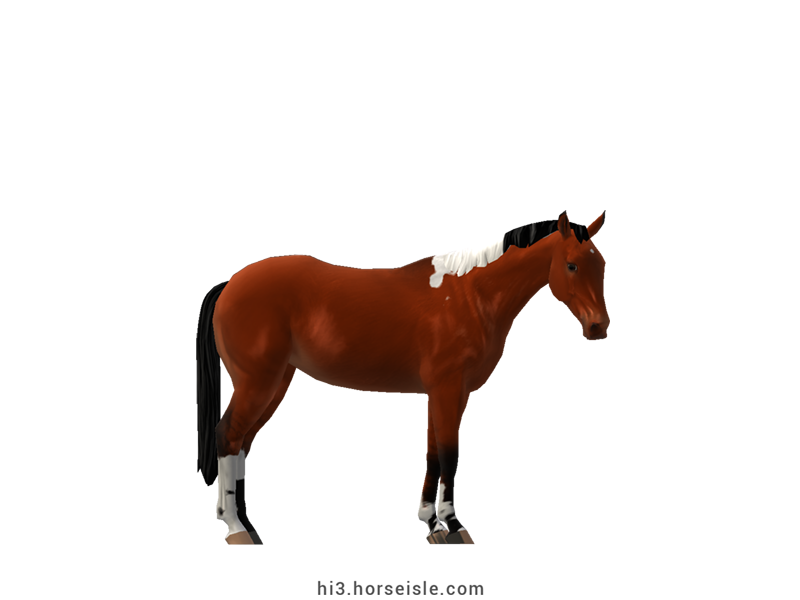 Australian Stock Horse Linebacked Red Wild Bay Tobiano Coat